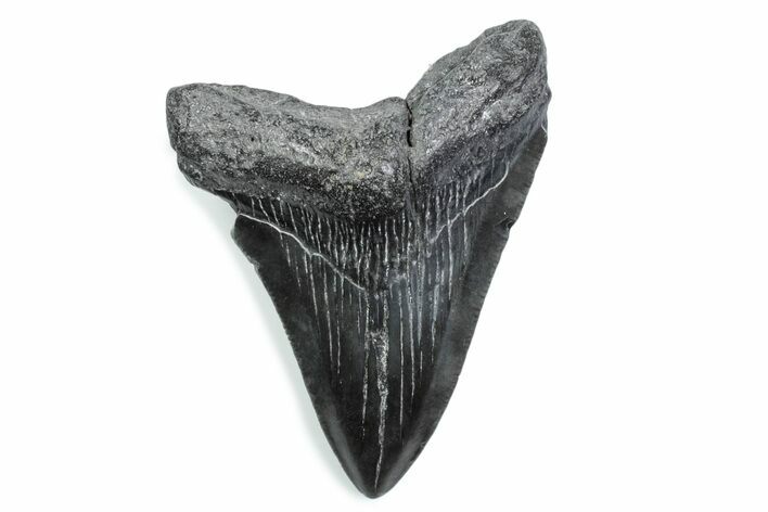 Fossil Megalodon Tooth - South Carolina #370485
